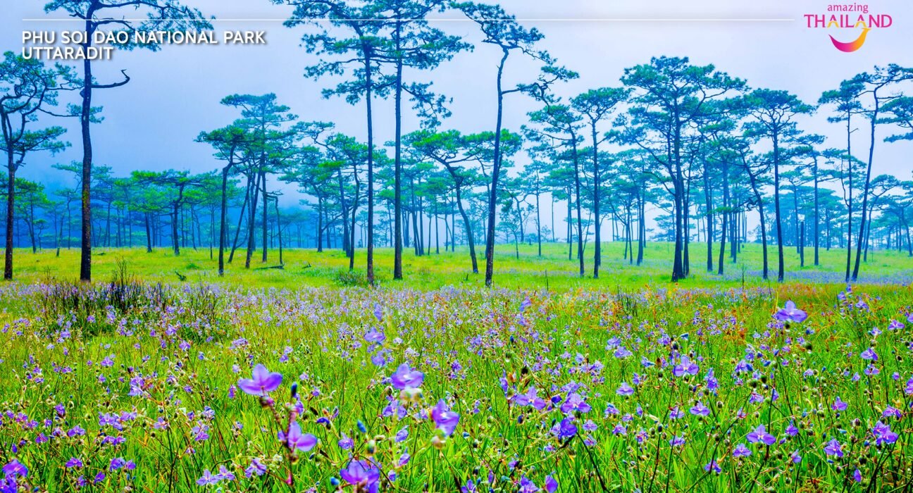 phu soi dao national park thailand insider