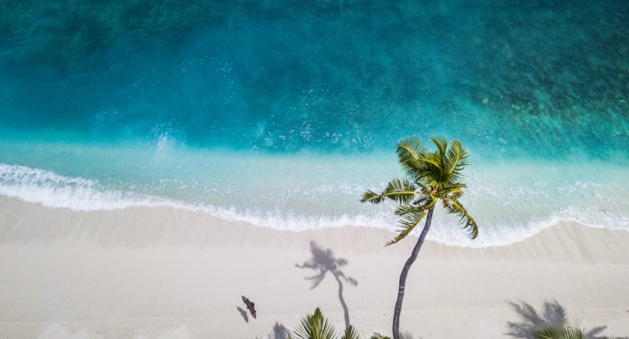 aerial nature photography of green palms on seashore during daytime