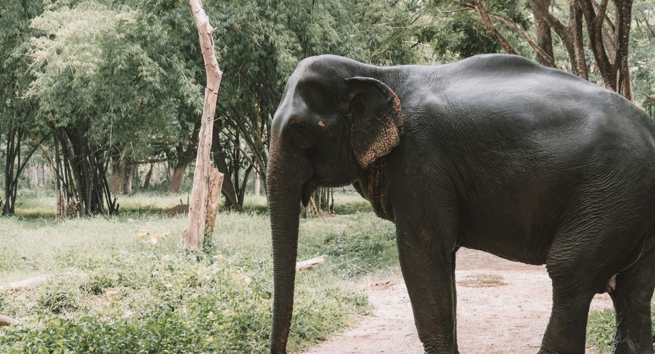elephant on road