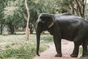 elephant on road
