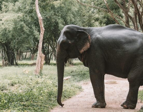 elephant on road