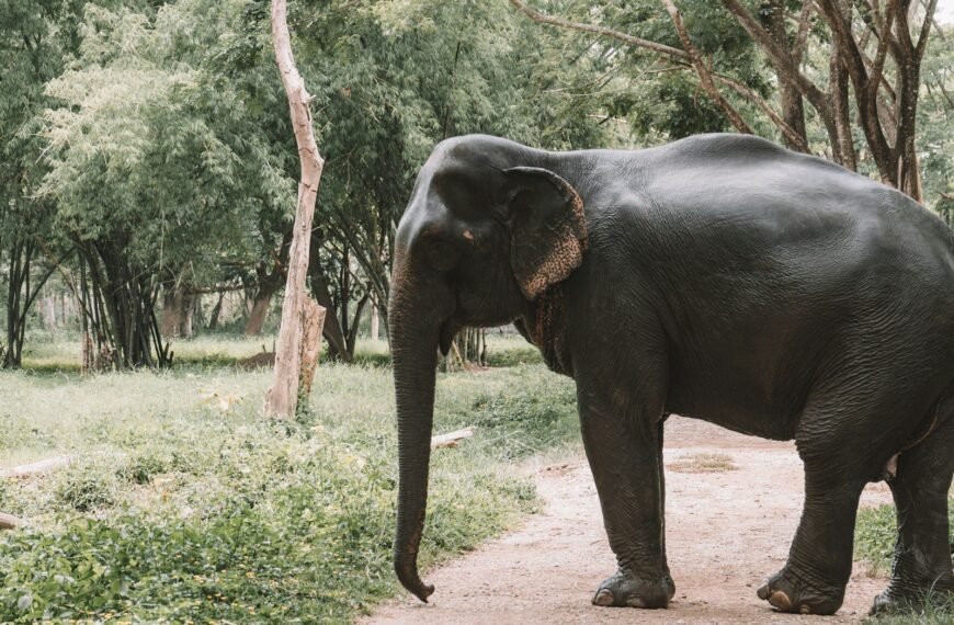 elephant on road