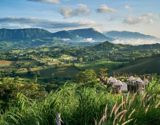 a lush green hillside covered in lots of trees