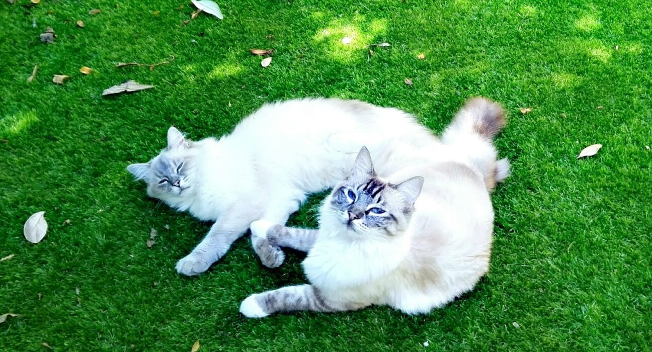 white cat lying on green grass field during daytime
