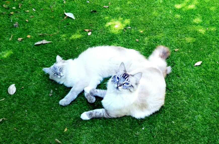 white cat lying on green grass field during daytime