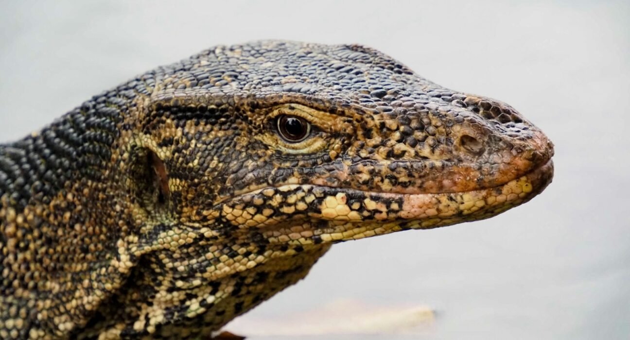 a close up of a lizard in the water