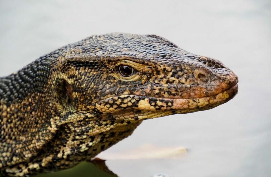a close up of a lizard in the water
