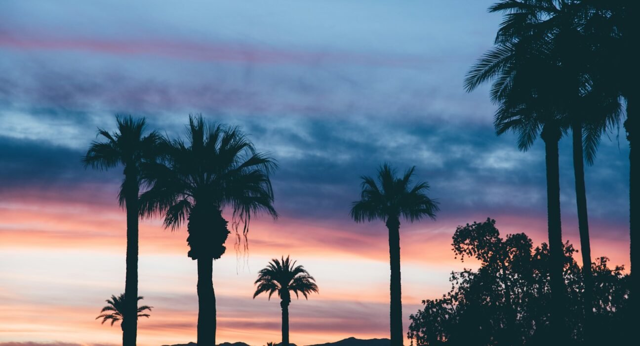 silhouette of palm trees
