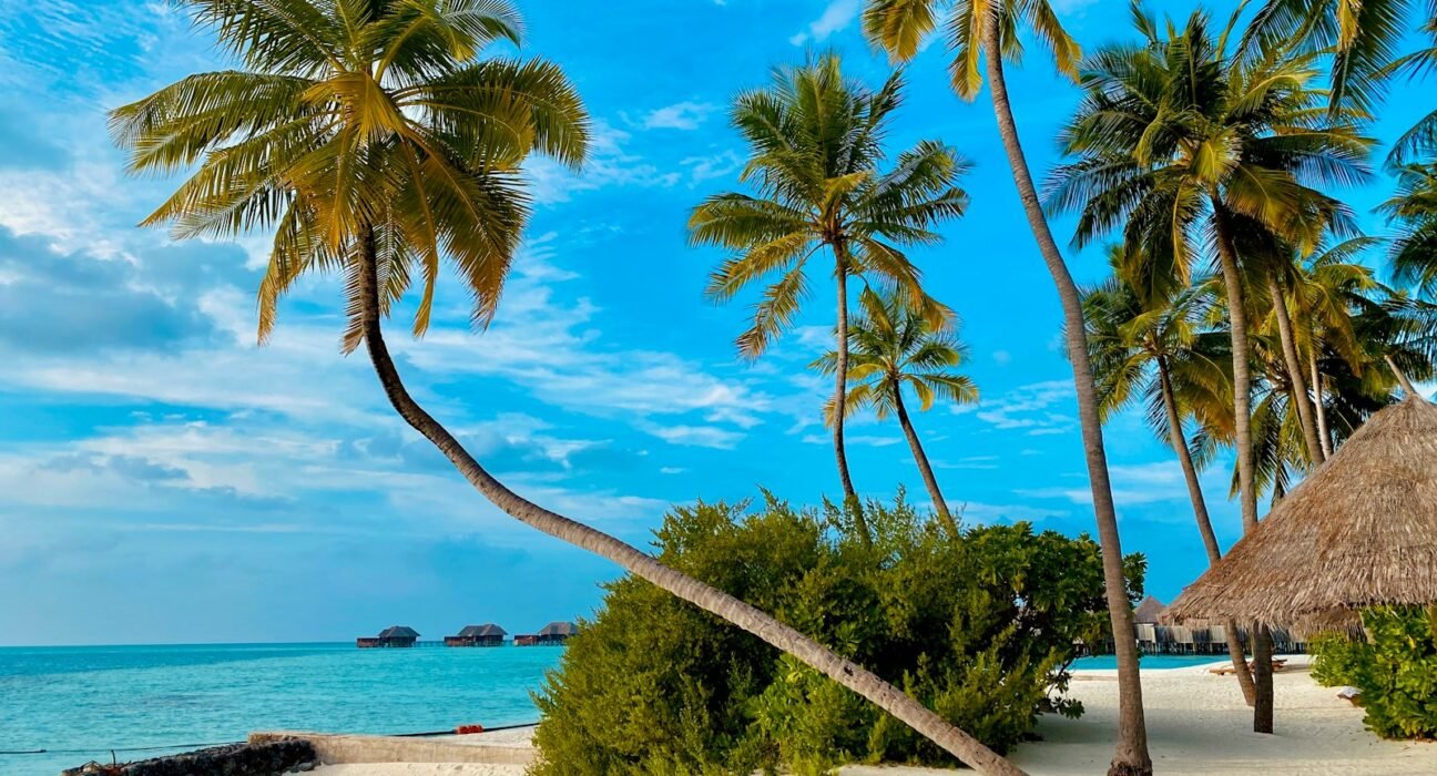 coconut tree on beach shore during daytime