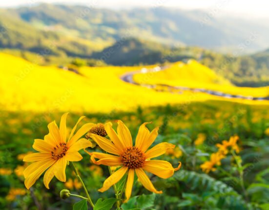 tung bua tong is mexican sunflower field with morning in mae u kho ...