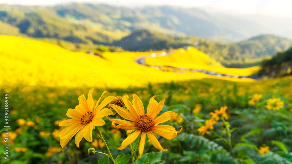 tung bua tong is mexican sunflower field with morning in mae u kho ...