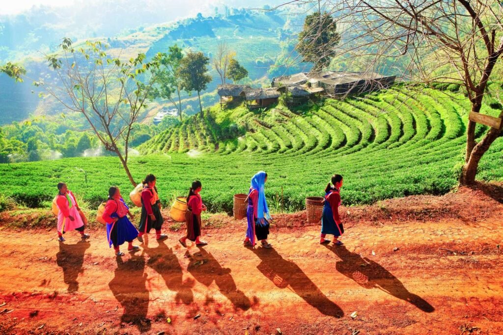 doi mae salong
