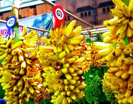 banana festival: kamphaengphet / thailand youtube