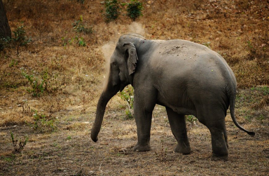 Blühendes Ökosystem im Huai Kha Khaeng Nationalpark