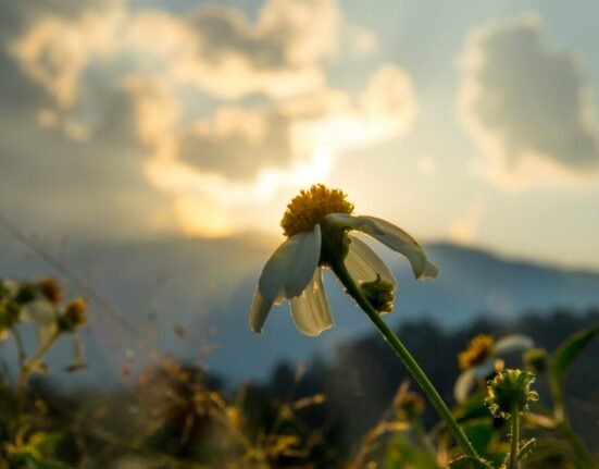 white and yellow flower in tilt shift lens