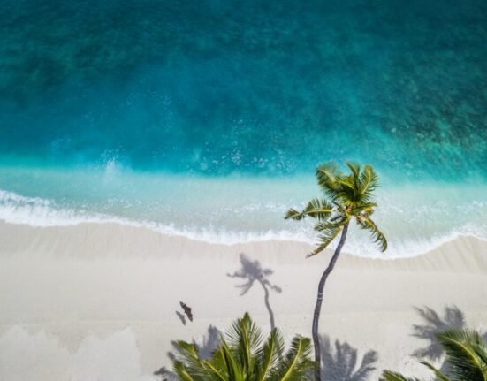 aerial nature photography of green palms on seashore during daytime
