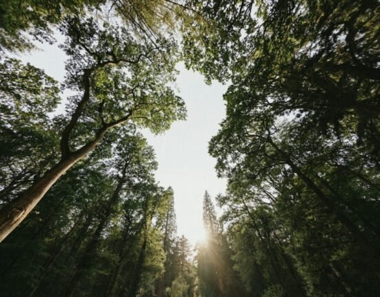 The sun is shining through the trees in the forest