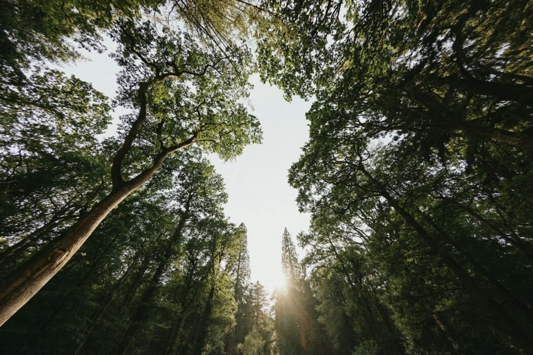 The sun is shining through the trees in the forest
