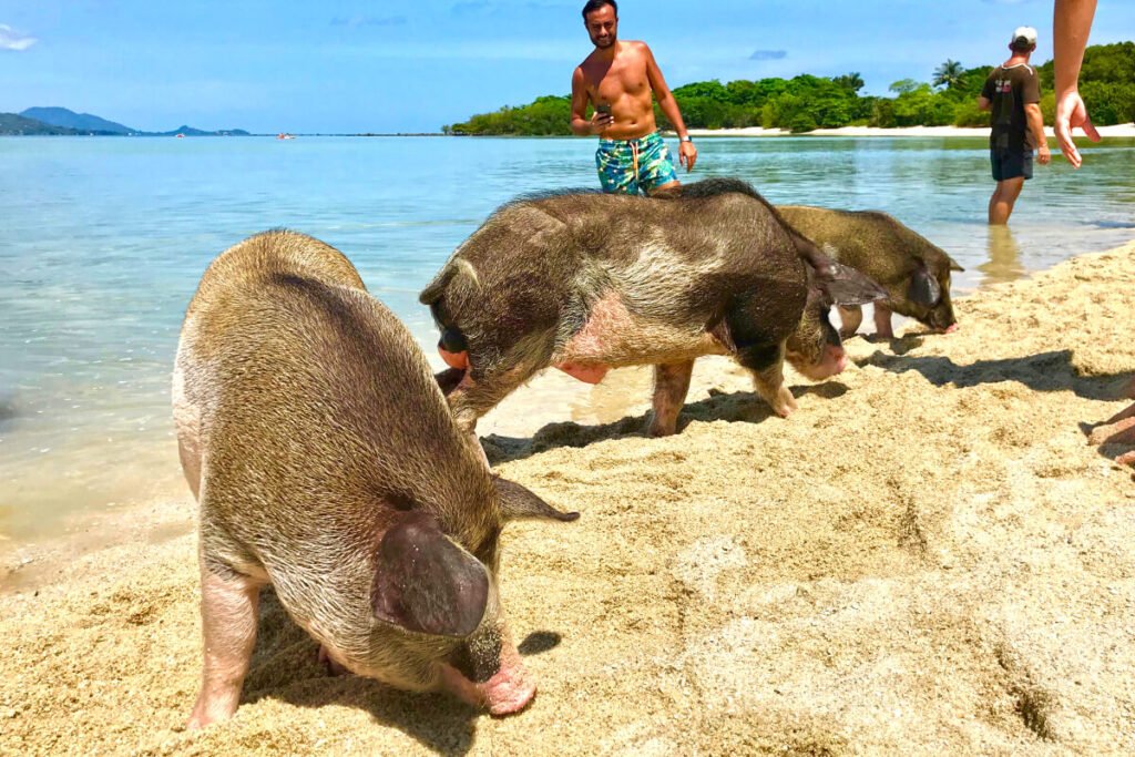 koh tan, koh madsum (pig island) & koh rap | youme holiday