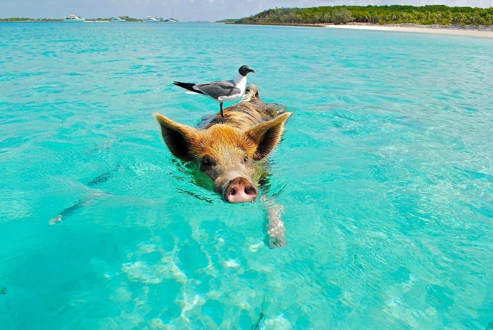 koh madsum ( pig island ) & koh tan tours by longtail boat 2024 ...