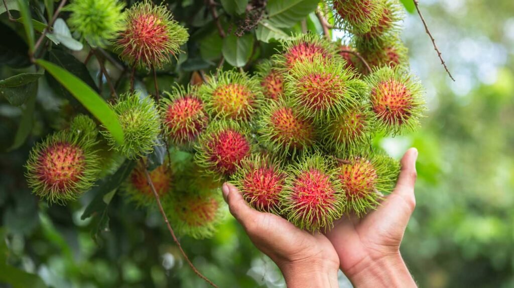 rambutan fruit: nutrition, health benefits and how to eat it